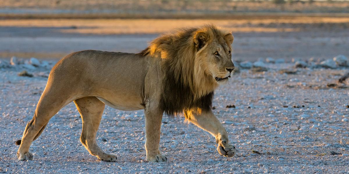 destinations/lion1