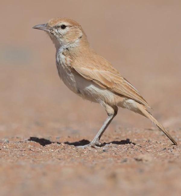 Dune Lark