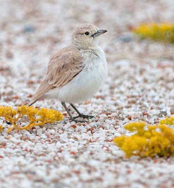 Gray's Lark