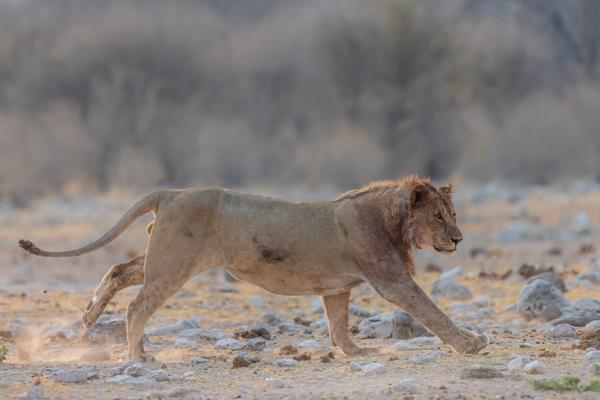 Namibia-Tailor-made-Birding-and-Wildlife-2022-011