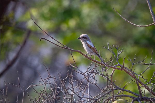 Namibia-Tailor-made-Birding-and-Wildlife-2022-012