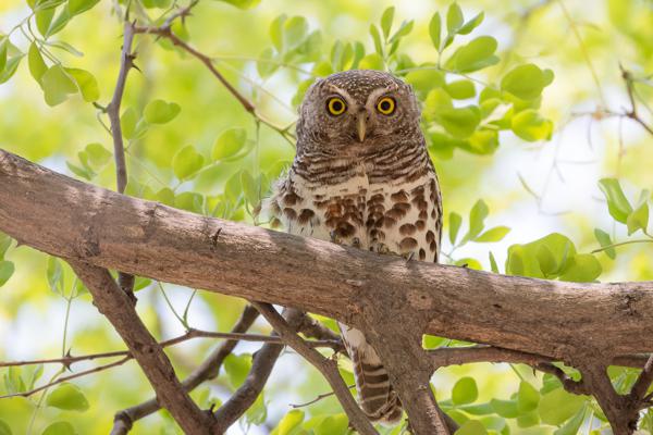 Namibia-Tailor-made-Birding-and-Wildlife-2022-013