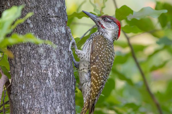 Namibia-Tailor-made-Birding-and-Wildlife-2022-014