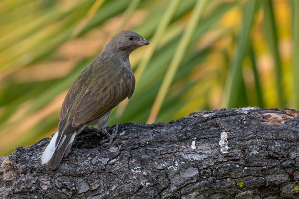 Namibia-Tailor-made-Birding-and-Wildlife-2022-015