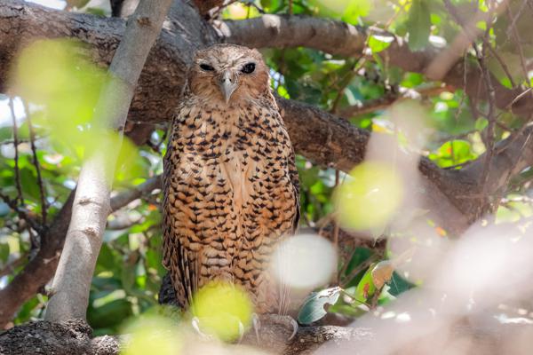 Namibia-Tailor-made-Birding-and-Wildlife-2022-019