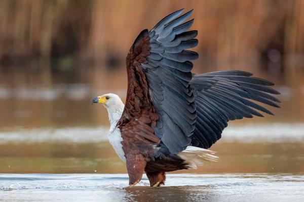 Namibia-Tailor-made-Birding-and-Wildlife-2022-022