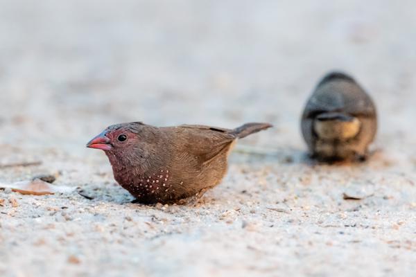 Namibia-Tailor-made-Birding-and-Wildlife-2022-023