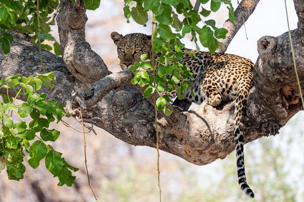 Namibia-Tailor-made-Birding-and-Wildlife-2022-024