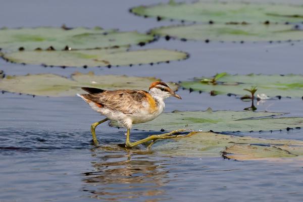 Namibia-Tailor-made-Birding-and-Wildlife-2022-027