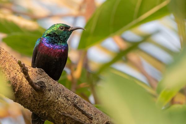 Namibia-Tailor-made-Birding-and-Wildlife-2022-029