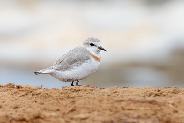 Namibia-Tailor-made-Birding-and-Wildlife-2022-031