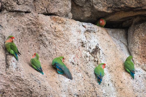 Namibia-Tailor-made-Birding-and-Wildlife-2022-032