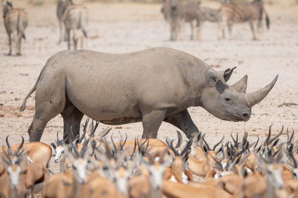 Namibia-Tailor-made-Birding-and-Wildlife-2022-033