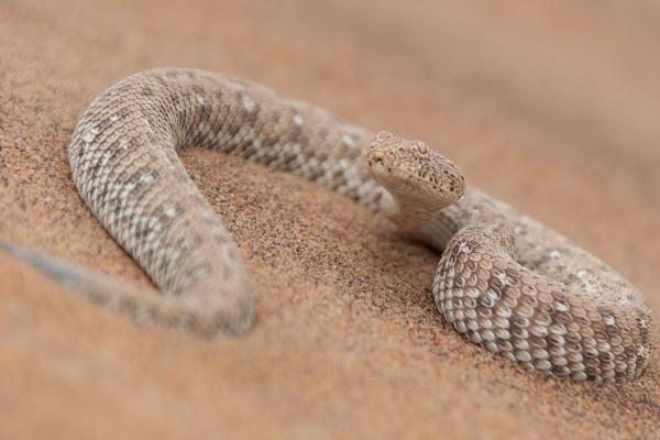 Namibia-Tailor-made-Birding-and-Wildlife-2022-034