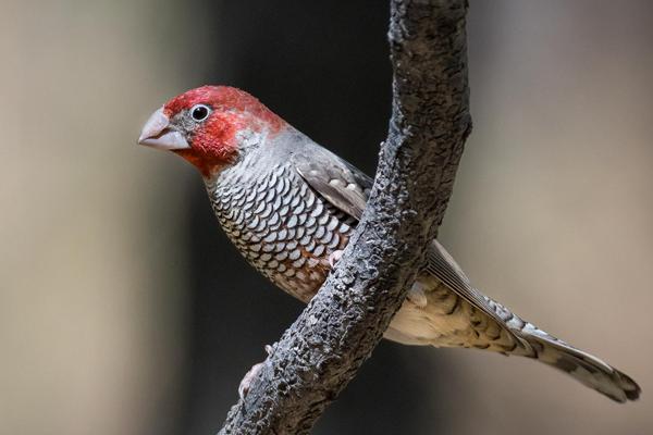 Namibia-Tailor-made-Birding-and-Wildlife-2022-035