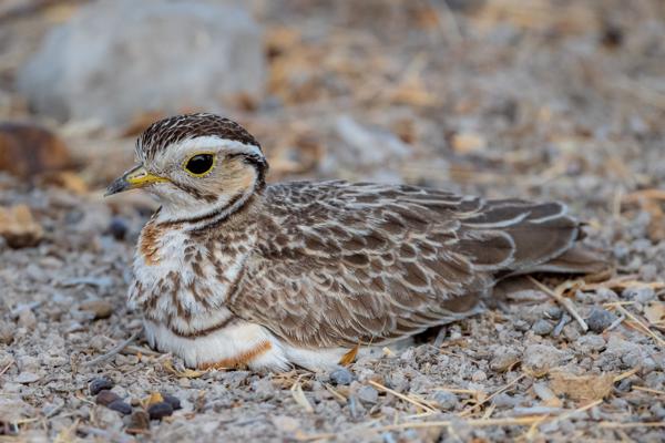 Namibia-Tailor-made-Birding-and-Wildlife-2022-036