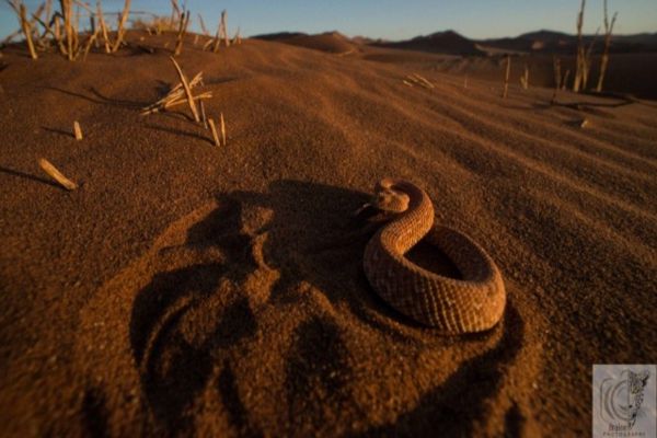 Namibian-Adders-Tour-2023-001