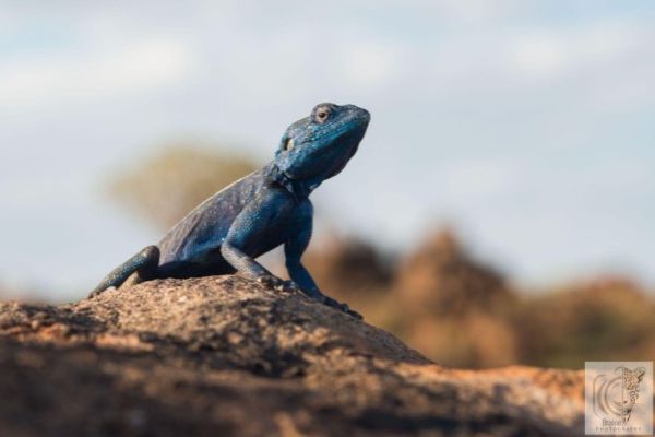 Namibian-Adders-Tour-2023-002