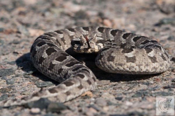 Namibian-Adders-Tour-2023-004