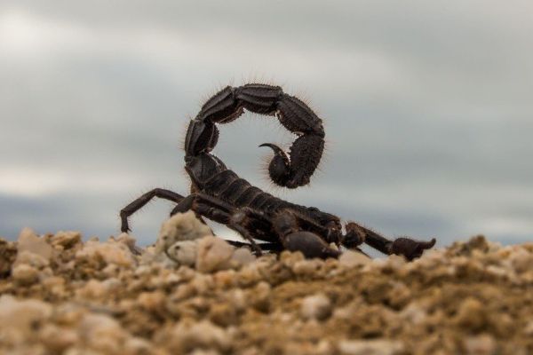 Namibian-Adders-Tour-2023-005