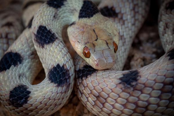 Namibian-Herping-Tour-2023-001