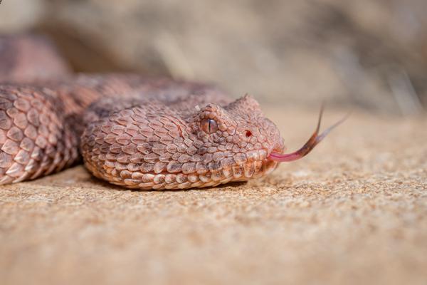 Namibian-Herping-Tour-2023-004