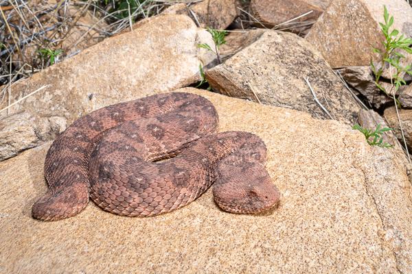 Namibian-Herping-Tour-2023-005