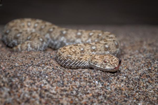 Namibian-Herping-Tour-2023-006