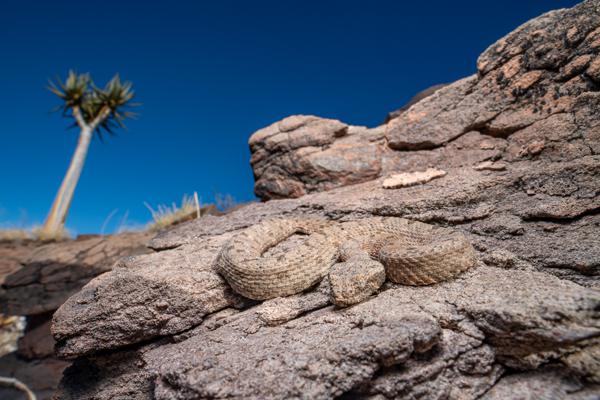 Namibian-Herping-Tour-2023-007