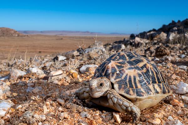 Namibian-Herping-Tour-2023-009