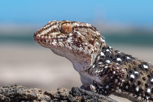 Namibian-Herping-Tour-2023-010