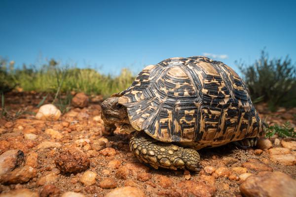 Namibian-Herping-Tour-2023-011