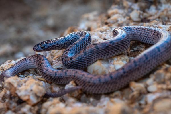 Namibian-Herping-Tour-2023-013