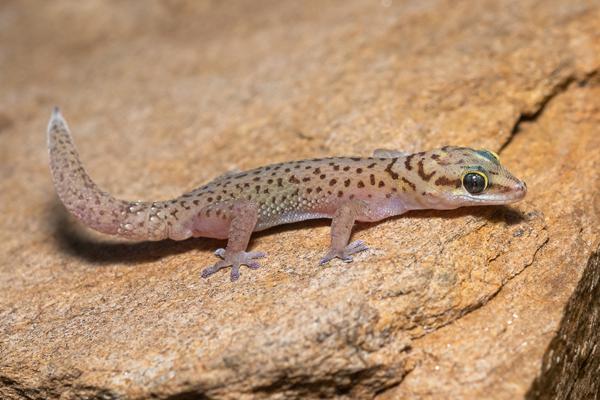 Namibian-Herping-Tour-2023-014