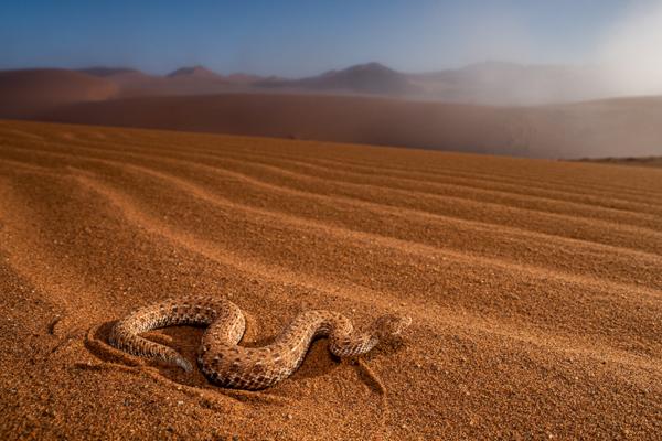 Namibian-Herping-Tour-2023-015