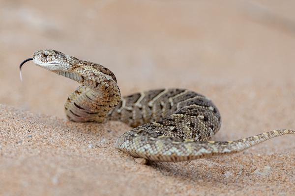 Namibian-Herping-Tour-2023-016