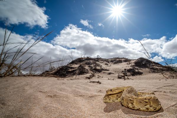 Namibian-Herping-Tour-2023-017