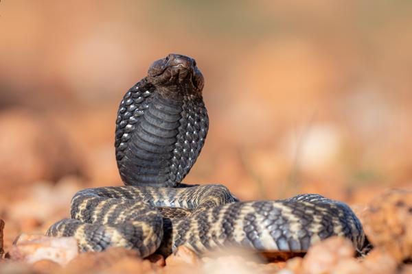 Namibian-Herping-Tour-2023-020