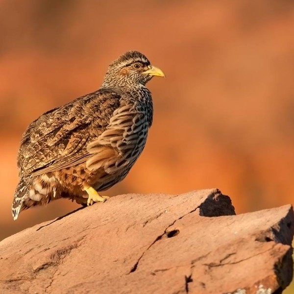 7-Day-Endemic-Birding-Tour-Mar25