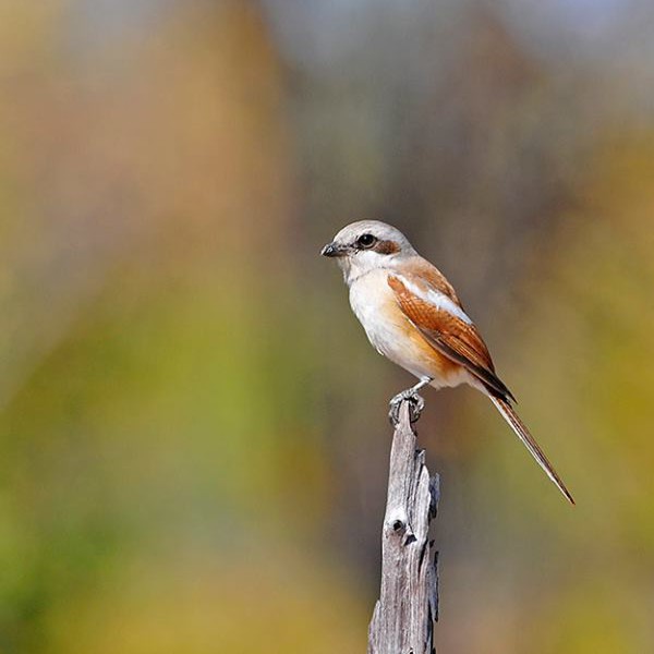 Caprivi-Birding-Tour-11-2025
