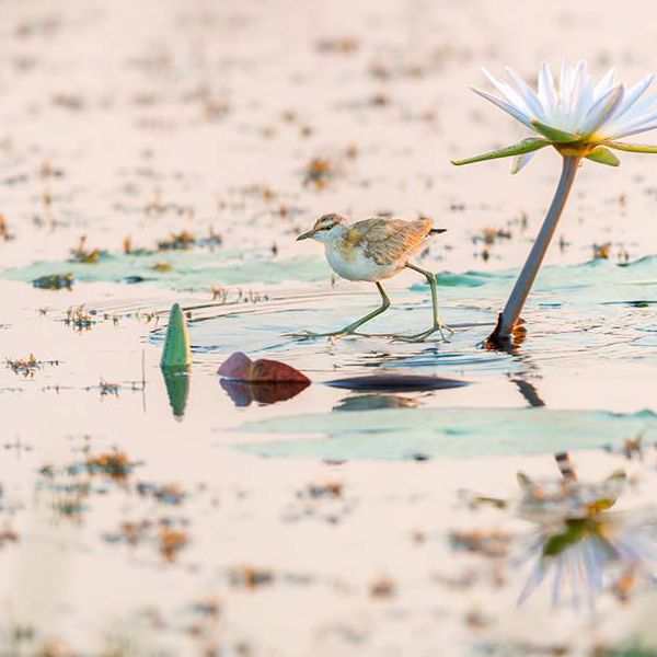 Caprivi-Birding-Tour-11-2026