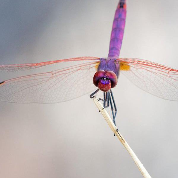 Entomology-Tours