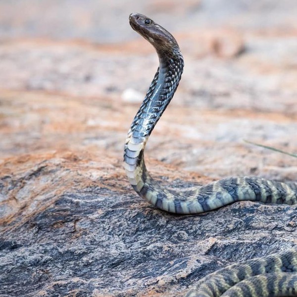 Herping-Tours