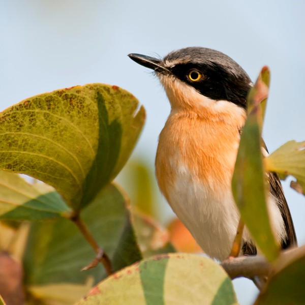 Namibia-Birding-Tours