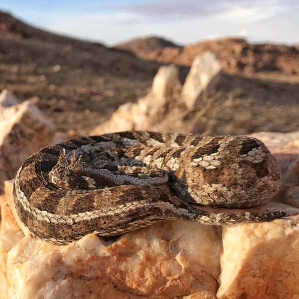 Namibia-Herpetology-Tour