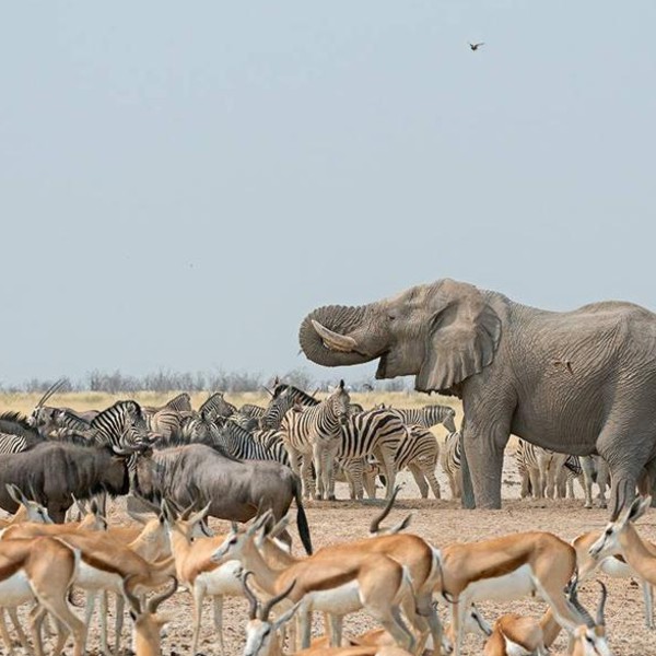 Wildlife-Tours