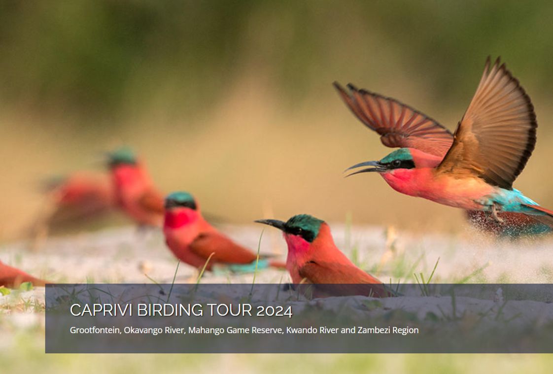 Caprivi Birding Tour November 2024